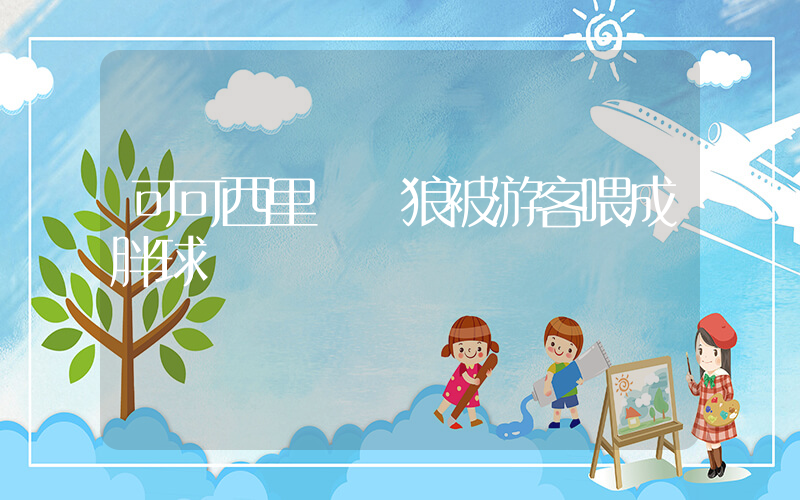 可可西里網紅狼被游客喂成胖球插圖