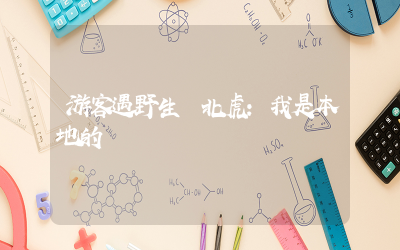 游客遇野生東北虎：我是本地的插圖