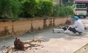 廣西一小區樓上墜落樹根致學生身亡縮略圖