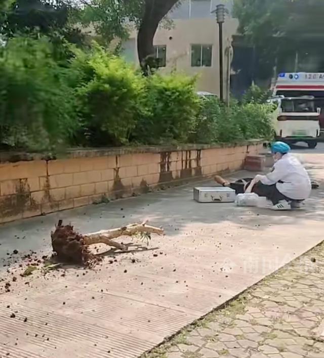 廣西一小區(qū)樓上墜落樹根致學(xué)生身亡插圖