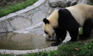 又見大熊貓溺亡，它到底會不會游泳？縮略圖