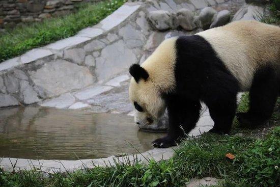 又見大熊貓溺亡，它到底會(huì)不會(huì)游泳？插圖