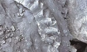 杭州發現兩億年前鯊魚化石縮略圖
