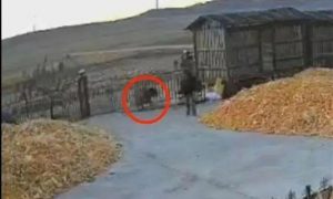 黑龍江老虎進村猛撞門 有人手被咬爛縮略圖