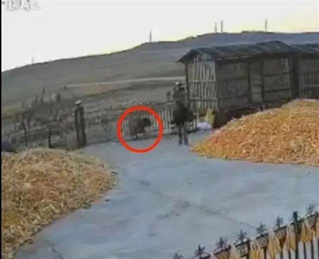 黑龍江老虎進(jìn)村猛撞門 有人手被咬爛插圖