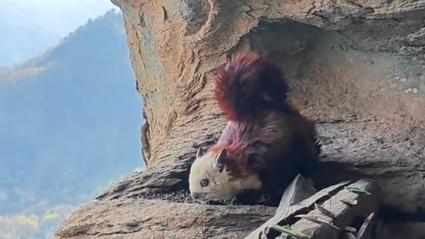 男子在武當山發現靈獸飛鼠插圖