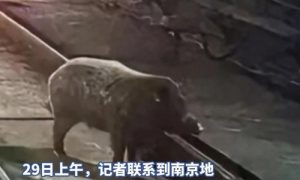 南京地鐵回應(yīng)隧道內(nèi)出現(xiàn)野豬縮略圖