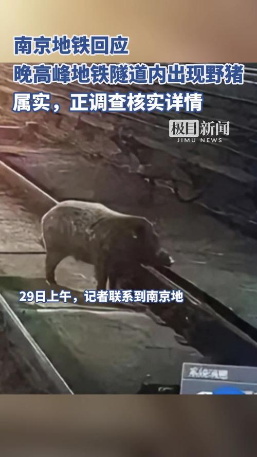 南京地鐵回應(yīng)隧道內(nèi)出現(xiàn)野豬插圖