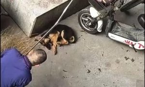 持棍打死流浪狗高校保安被解聘縮略圖