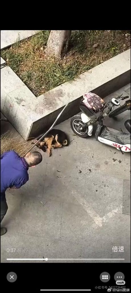 持棍打死流浪狗高校保安被解聘插圖