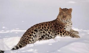 吉林發(fā)現(xiàn)野生東北豹縮略圖 吉林發(fā)現(xiàn)野生東北豹縮略圖