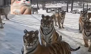 下雪天東北虎秒變滑滑虎縮略圖