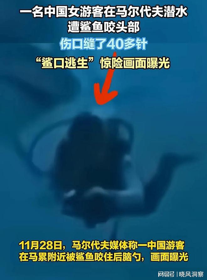 被鯊魚(yú)咬傷中國(guó)女游客已回國(guó)插圖