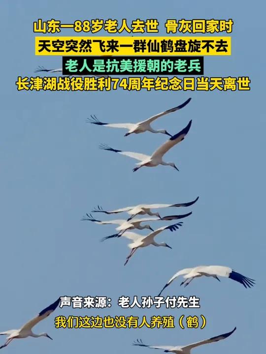 抗美援朝老兵骨灰回家時仙鶴盤旋插圖