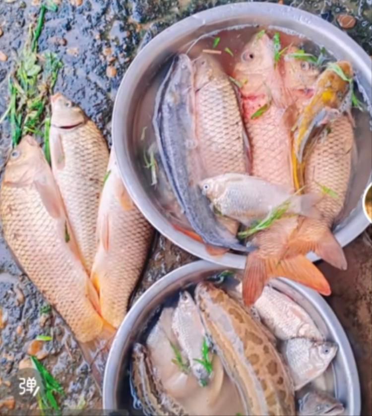 鄱陽(yáng)湖退水大量魚擱淺：漁政提醒插圖